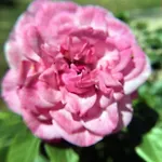 La Romance Et La Romanesque Bed & Breakfast