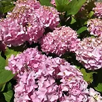 La Romance Et La Romanesque 3*