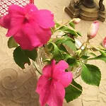 La Romance Et La Romanesque Bed & Breakfast Berville-sur-Mer