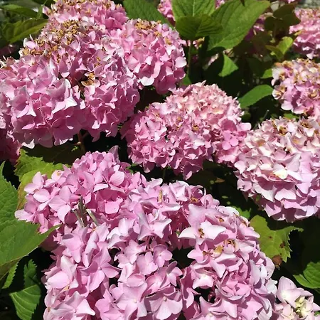 La Romance Et La Romanesque 3*