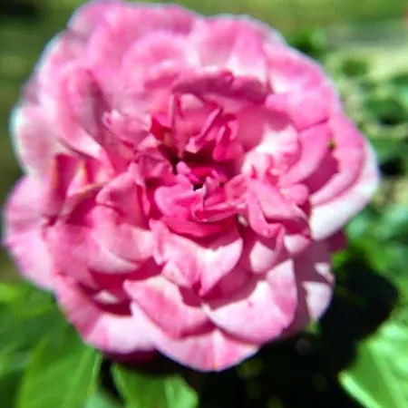 La Romance Et La Romanesque Bed & Breakfast 3*