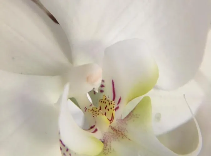 La Romance Et La Romanesque Bed & Breakfast 3*