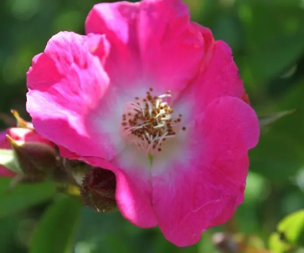 Bed & Breakfast La Romance Et La Romanesque